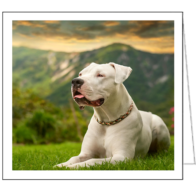 Dogo Argentino Fine Art Notecards - Set of Six. 5.25 x 5.25 inches