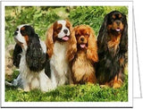 King Charles Spaniel - Cavalier Club- Set of 6 Notecards