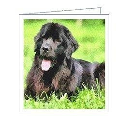 Newfoundland - Madden - Notecards- Set of 6 by Doggylips