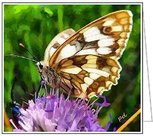 Butterfly - Ann Butterfly #5 Set of 6 Blank Notecards by Doggylips