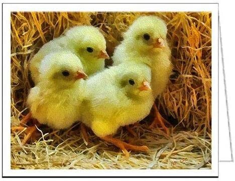 Baby Chick Quartet - Set of 6 Notecards with Envelopes by Doggylips