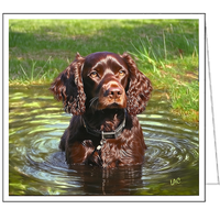 Boykin Spaniel Fine Art Notecards - Set of Six  - 5¼ x 5¼