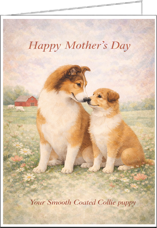Smooth Coated Collie Mother's Day Card