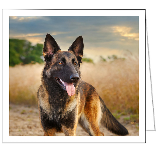 Dutch Shepherd Fine Art Notecards - Set of Six