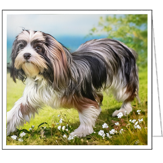 Lowchen Fine Art Notecards - Set of Six - 5¼ x 5¼ Inches