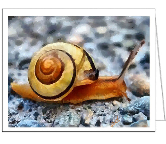 Marine Snail - Set of 6 Blank Notecards