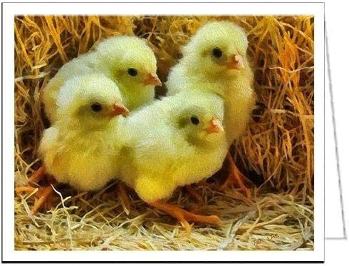 Baby Chick Quartet - Set of 6 Notecards with Envelopes by Doggylips