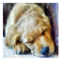 Golden Reteriever Puppy - Zuko - Set of 6 Notecards