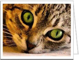 Brucie The Cat - Watching You - Set of 6 Notecards by Doggylips.Com